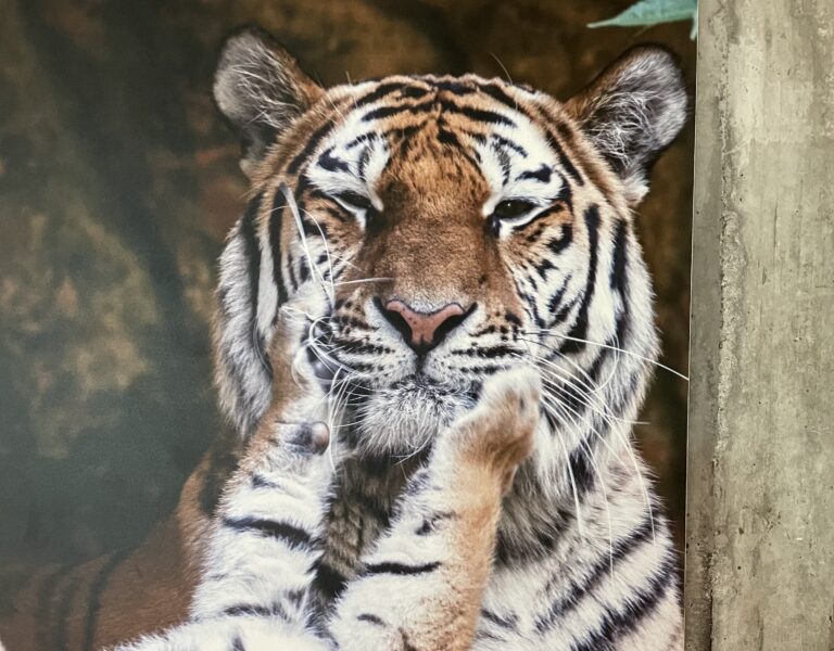 Wilhelma Stuttgart: neue vorbildliche Anlage für die Amur-Tiger eingeweiht